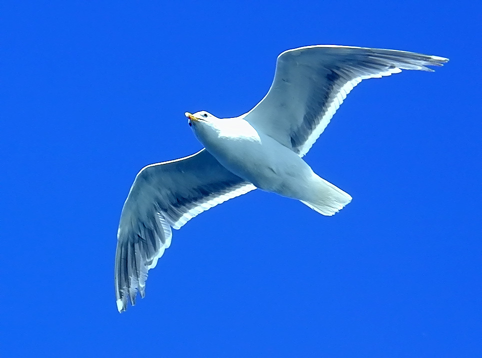 31-Jul-2000
Edmonds, WA
Seagull hovering over the ferry