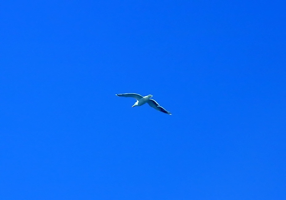 31-Jul-2000
Edmonds, WA
Seagull hovering over the ferry