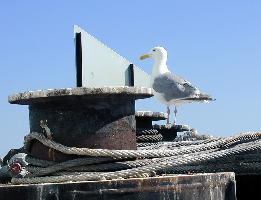 31-Jul-2000
Kingston, WA
Seagull on the dock at Kingston