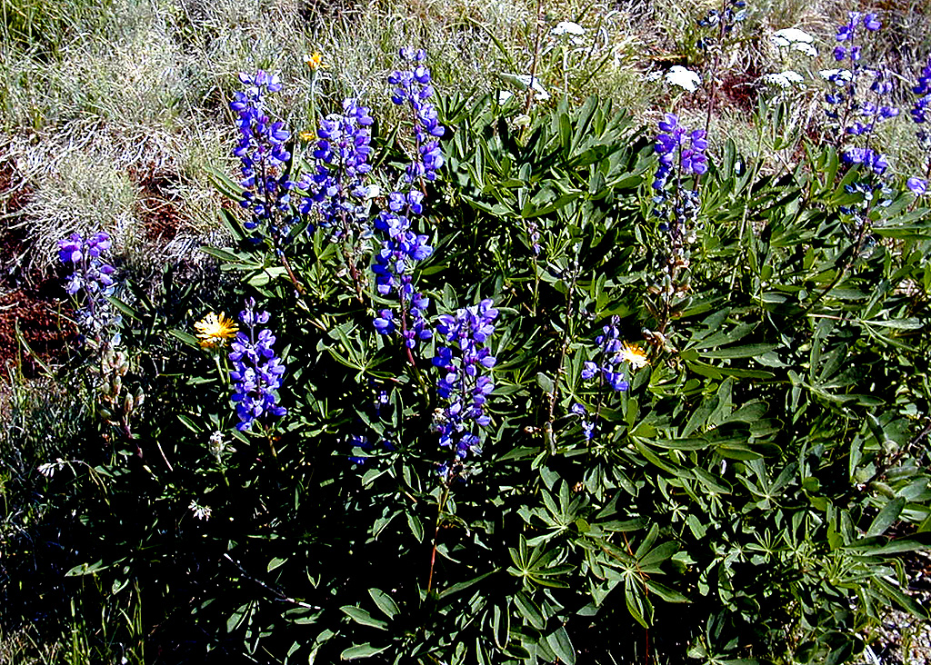 01-Aug-2000
Olympic National Park, WA
Sub-alpine lupines