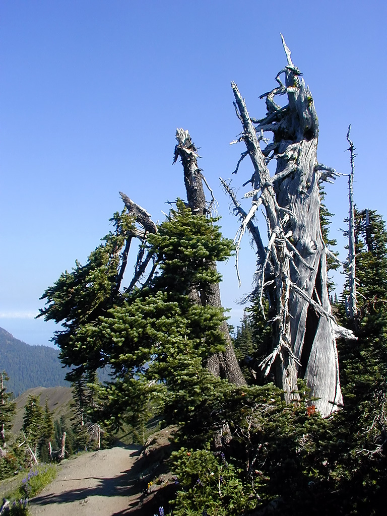 01-Aug-2000
Olympic National Park, WA
Dead tree near the top of the High Ridge Trail
