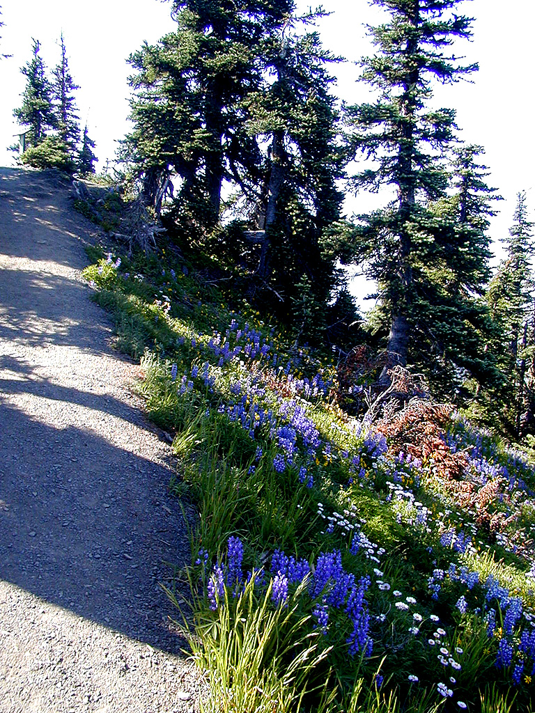 01-Aug-2000
Olympic National Park, WA
More Subalpine Bluebells