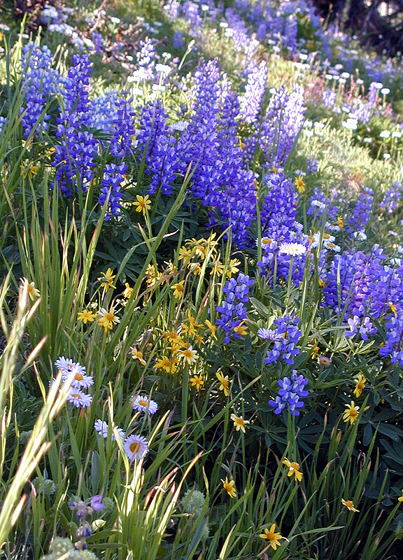 01-Aug-2000
Olympic National Park, WA
Field of wild flowers
English daisy, sub-alpine lupines, woolly sunflowers, fireweed