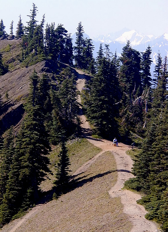 01-Aug-2000
Olympic National Park, WA
Looking down the trail from Sun-up Point