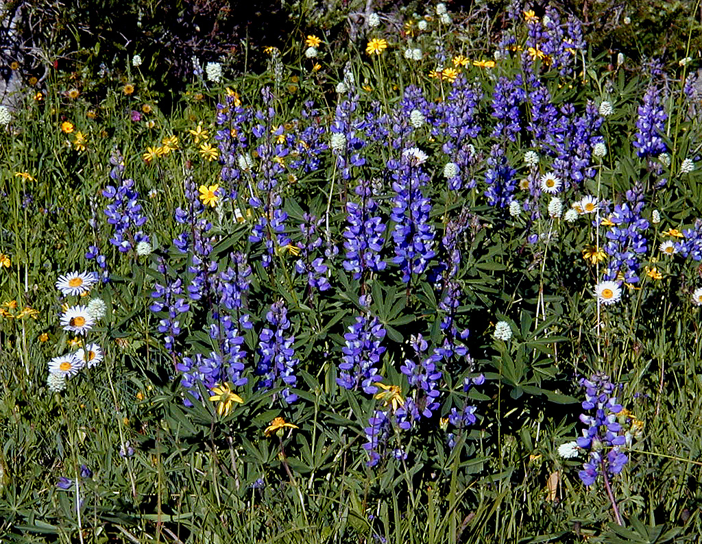 01-Aug-2000
Olympic National Park, WA
Wild flowers