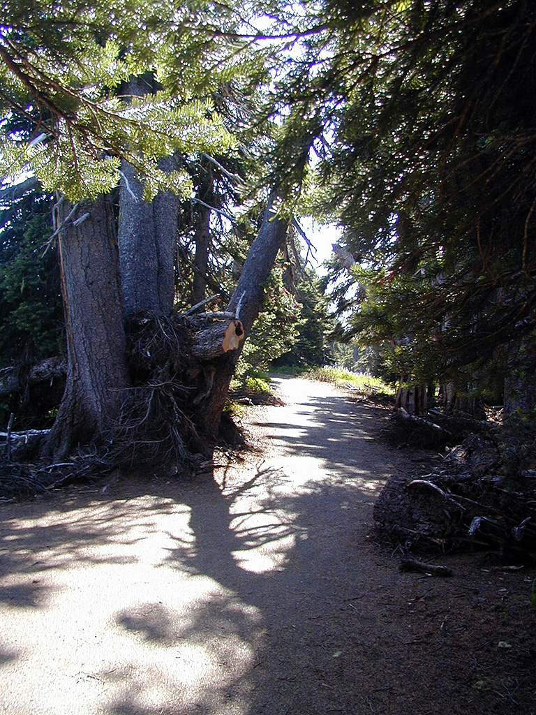 01-Aug-2000
Olympic National Park, WA
High Ridge Trail through the trees