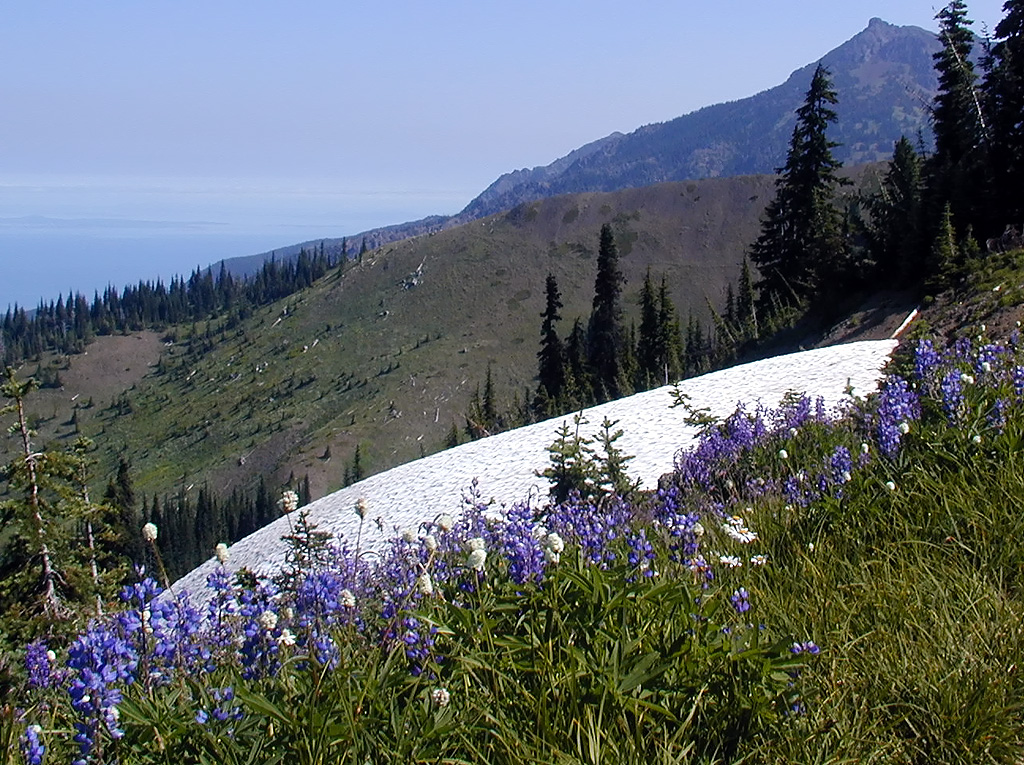 01-Aug-2000
Olympic National Park, WA
Residual snow and sub-alpine lupines