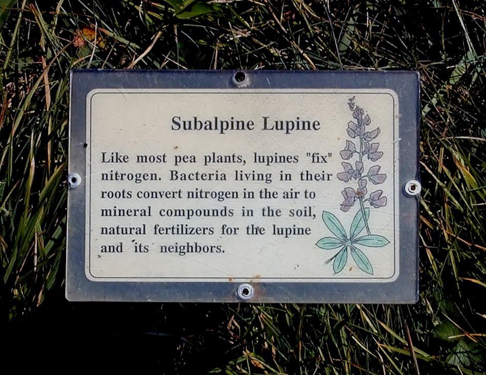 01-Aug-2000
Olympic National Park, WA
Description of sub-alpine lupines