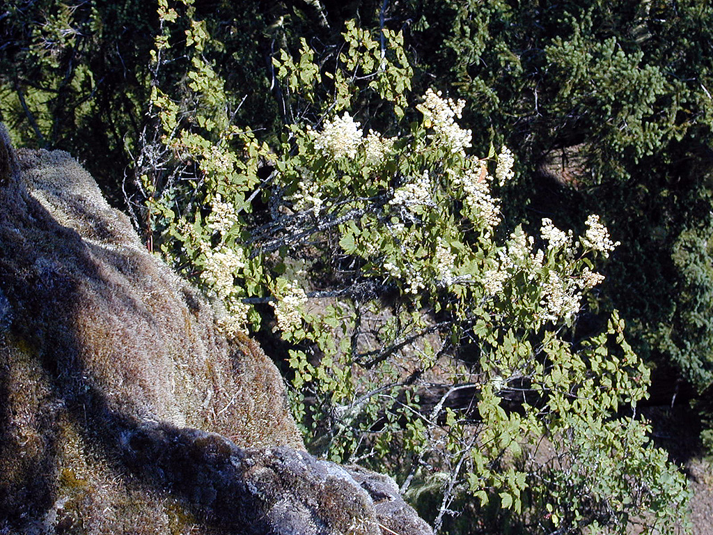 01-Aug-2000
Olympic National Park, WA
Rocky outcrop and pine trees