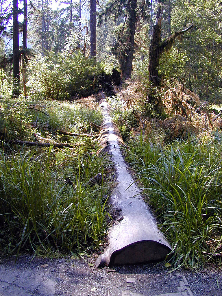 01-Aug-2000
Olympic National Park, WA
Hoh Rainforest - Fallen tree