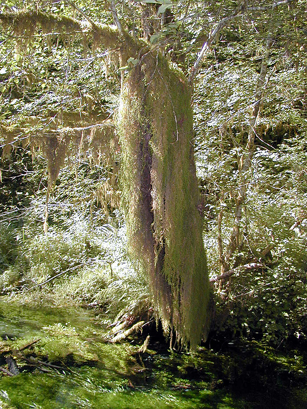 01-Aug-2000
Olympic National Park, WA
Hoh Rainforest - Hanging lichens