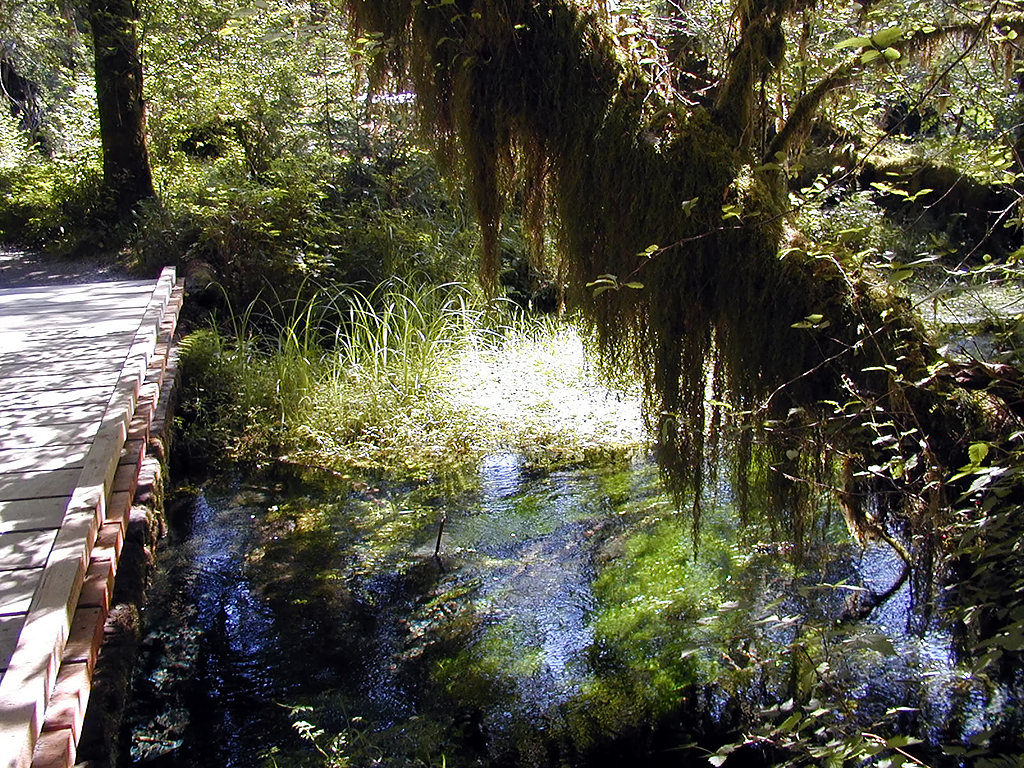 01-Aug-2000
Olympic National Park, WA
Hoh Rainforest - Small stream
