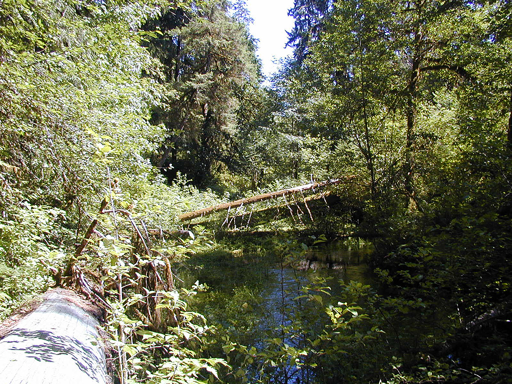 01-Aug-2000
Olympic National Park, WA
Hoh Rain Forest - Fallen tree across stream