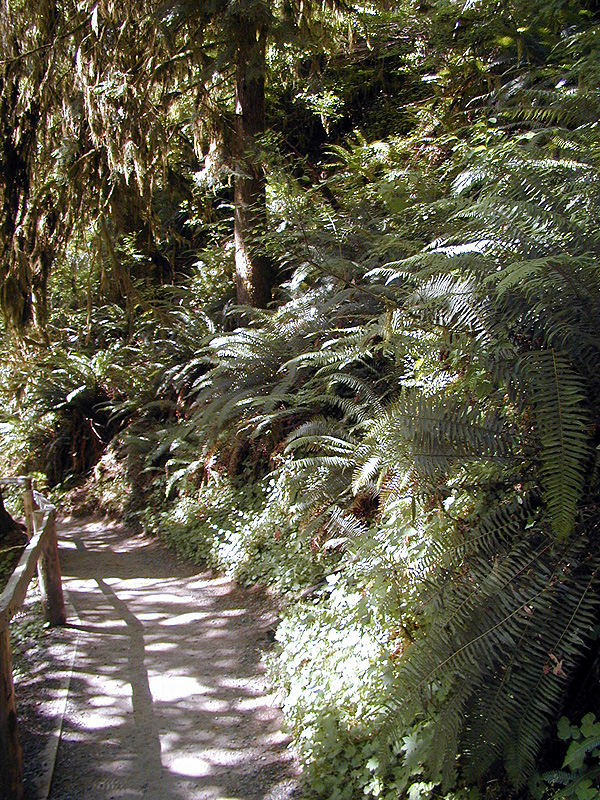 01-Aug-2000
Olympic National Park, WA
Hoh Rainforest - The trail and large ferns