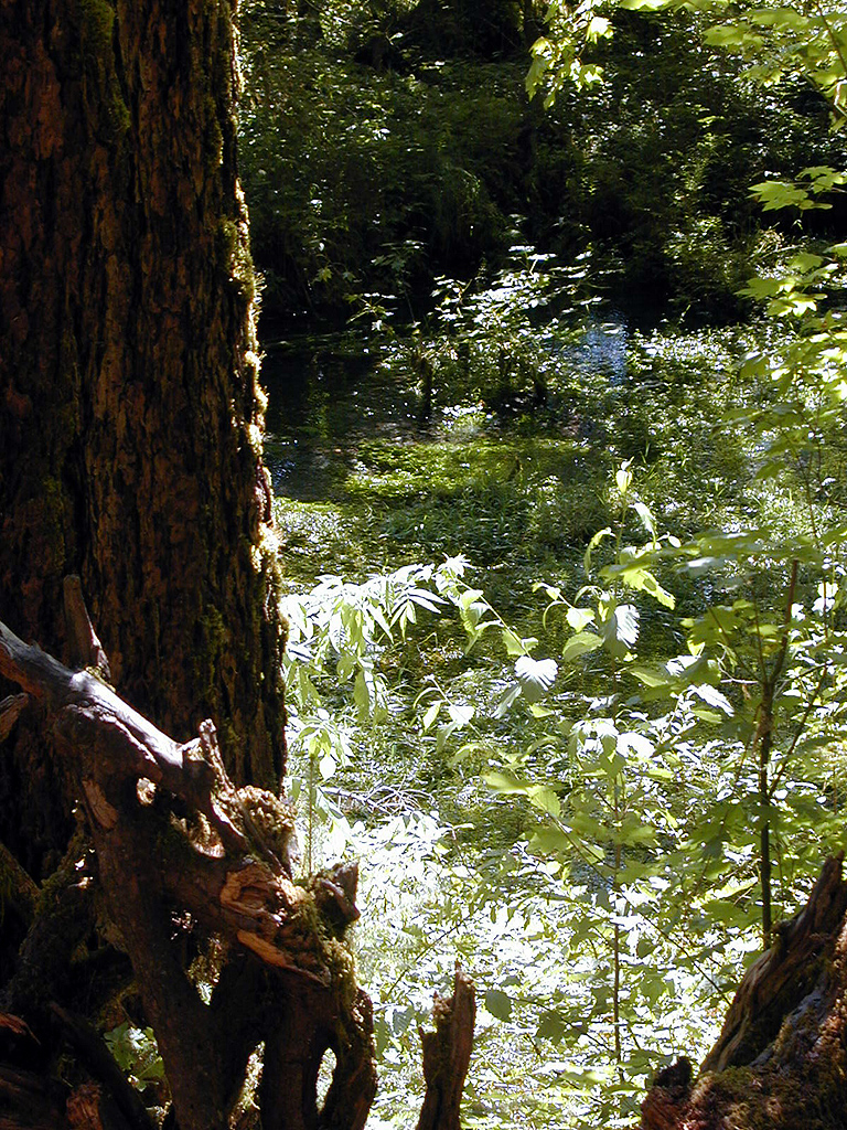 01-Aug-2000
Olympic National Park, WA
Hoh Rainforest - Thick vegetation at the side of the stream