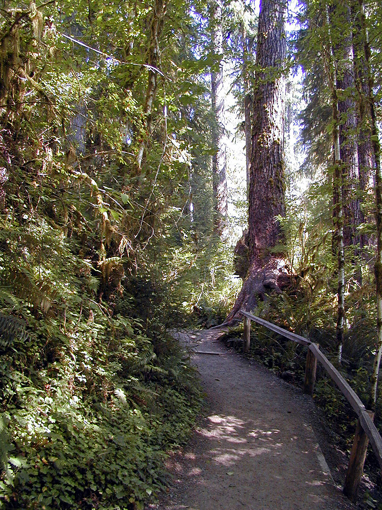 01-Aug-2000
Olympic National Park, WA
Hoh Rainforest - The start of the Hall of Mosses trail