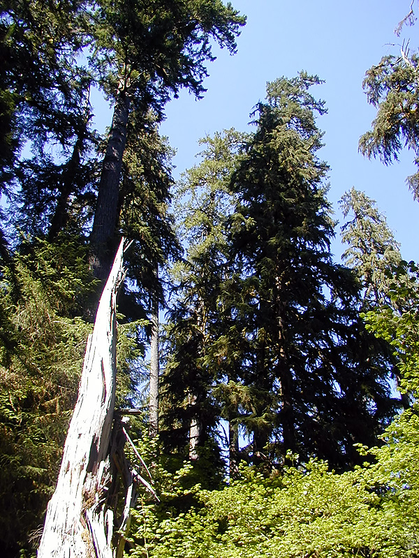 01-Aug-2000
Olympic National Park, WA
Hoh Rainforest - Treetops