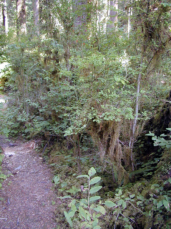 01-Aug-2000
Olympic National Park, WA
Trees and lichens