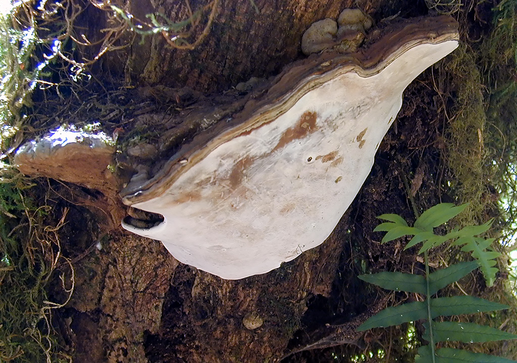 01-Aug-2000
Olympic National Park, WA
Hoh Rainforest - Strange shaped fungus growing on a tree