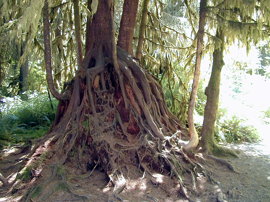 01-Aug-2000
Olympic National Park, WA
The roots of a tree growing over the stump of another