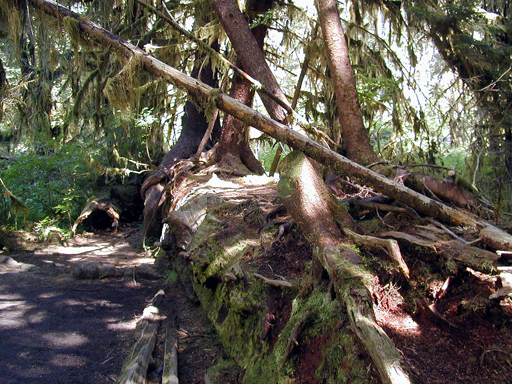 01-Aug-2000
Olympic National Park, WA
Nurselog