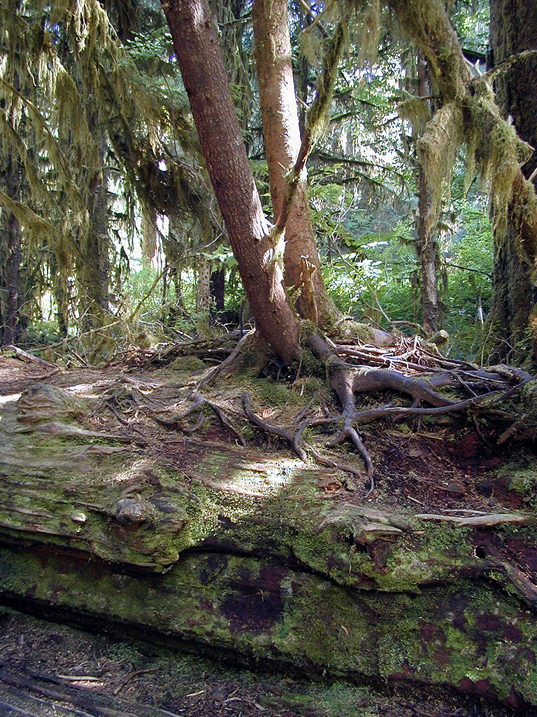 01-Aug-2000
Olympic National Park, WA
Trees growing on a nurselog