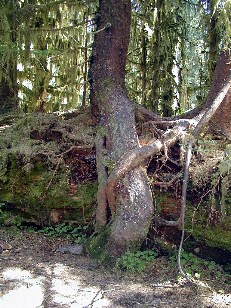 01-Aug-2000
Olympic National Park, WA
Trees growing on a nurselog