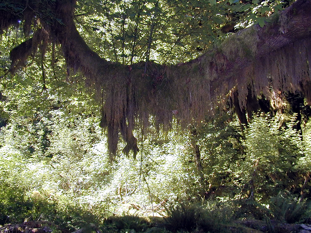 01-Aug-2000
Olympic National Park, WA
Hoh Rain Forest - Hanging lichens