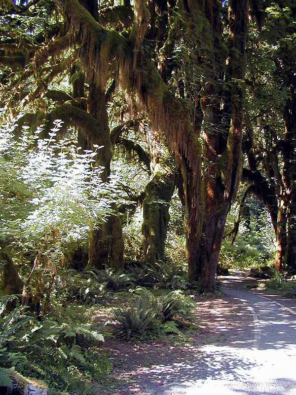 01-Aug-2000
Olympic National Park, WA
Hoh Rain Forest - Hanging lichens