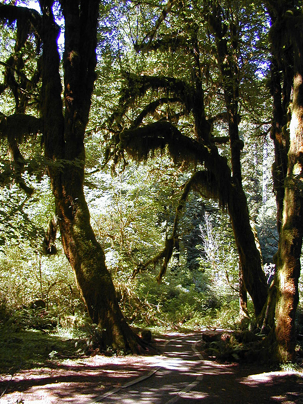 01-Aug-2000
Olympic National Park, WA
Hoh Rain Forest - Hanging lichens