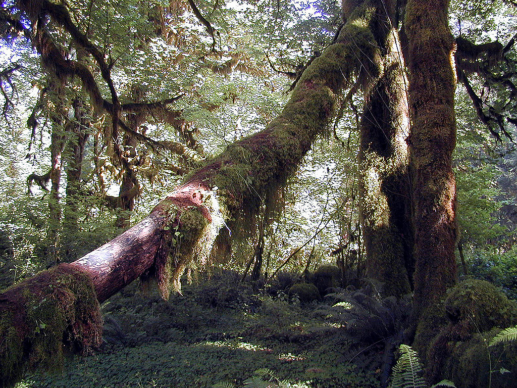 01-Aug-2000
Olympic National Park, WA
Hoh Rain Forest - Hanging lichens