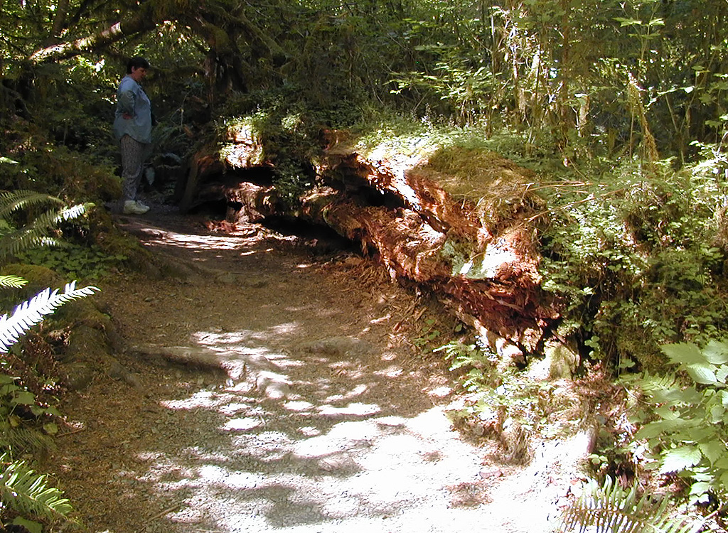 01-Aug-2000
Olympic National Park, WA
Hoh Rain Forest - Sue looking at an enormous fallen tree
