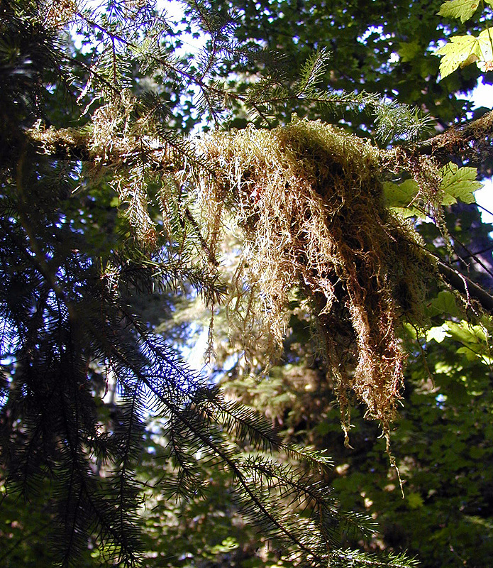 01-Aug-2000
Olympic National Park, WA
Hoh Rain Forest - Hanging lichens