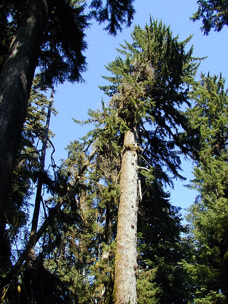 01-Aug-2000
Olympic National Park, WA
Hoh Rain Forest - Fallen tree resting on another