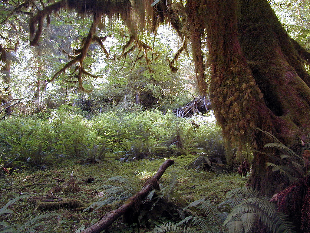 01-Aug-2000
Olympic National Park, WA
Hoh Rain Forest - Lichens, mosses and ferns