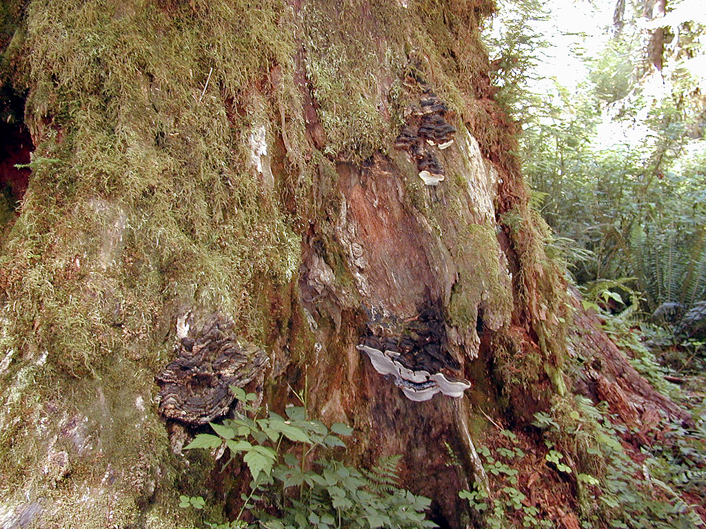 01-Aug-2000
Olympic National Park, WA
Hoh Rain Forest - Lichen and fungus on the trunk of a living tree