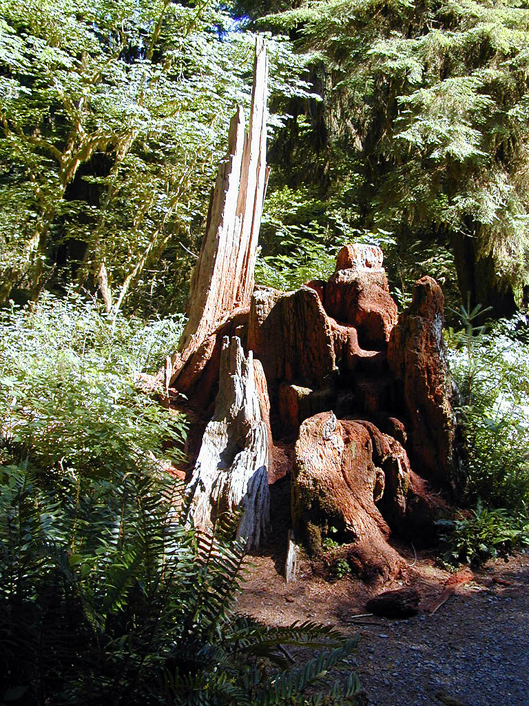01-Aug-2000
Olympic National Park, WA
Hoh Rain Forest - Rotting tree stump