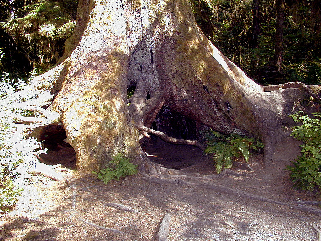 01-Aug-2000
Olympic National Park, WA
Hoh Rain Forest - Tree roots showing where an old trunk used to be