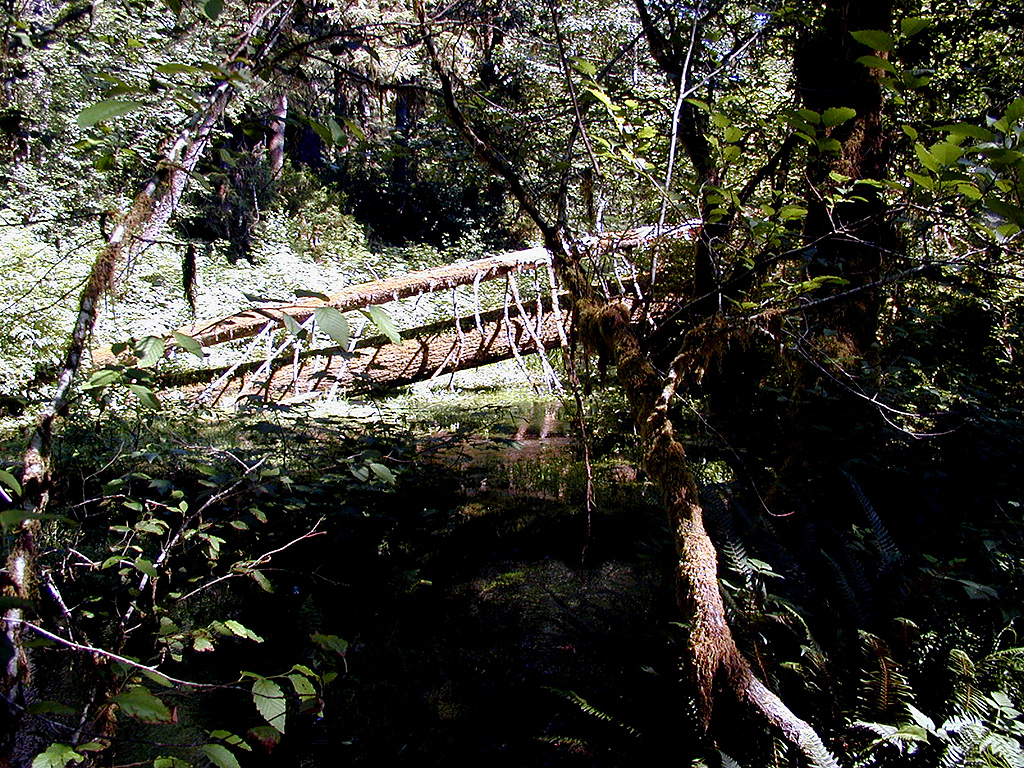 01-Aug-2000
Olympic National Park, WA
Hoh Rain Forest - Confusion of fallen trees