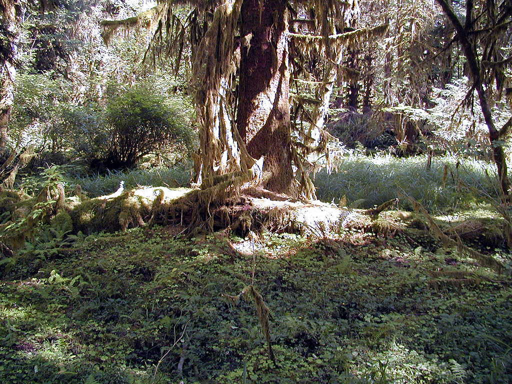 01-Aug-2000
Olympic National Park, WA
Hoh Rain Forest - Tree trunk and lichens