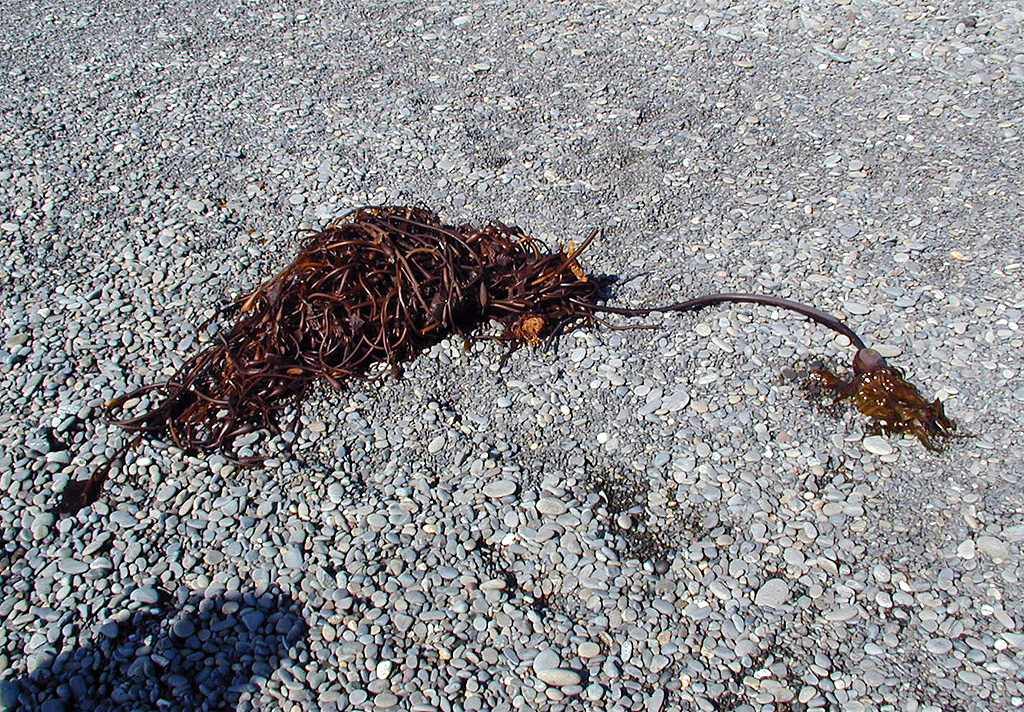 01-Aug-2000
Olympic National Park, WA
Rialto Beach - Seaweed
