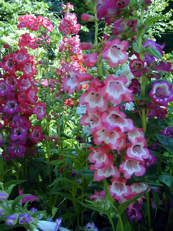 02-Aug-2000
Butchart Gardens - Victoria, BC 
Pemstemon flowers in the sunken gardens