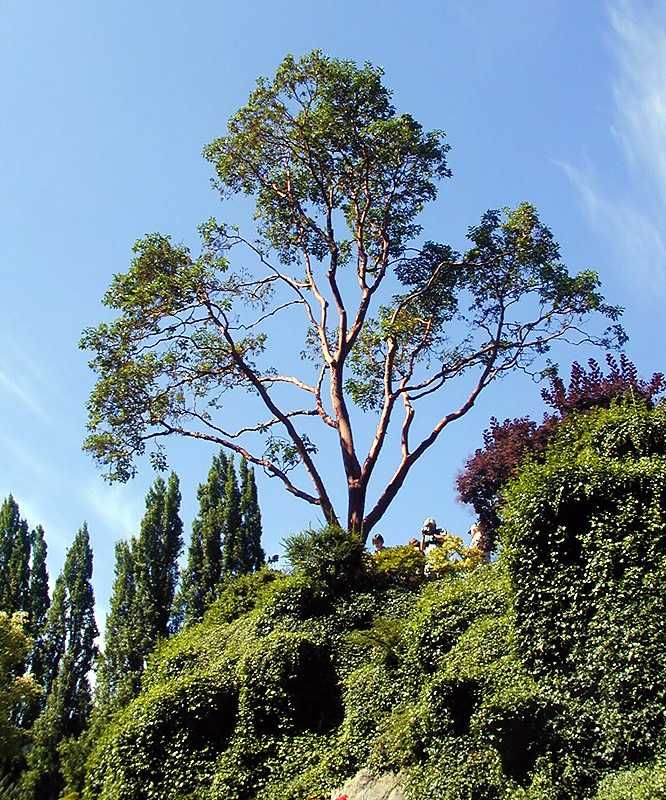 02-Aug-2000
Butchart Gardens - Victoria, BC 
Pacific Madrone tree