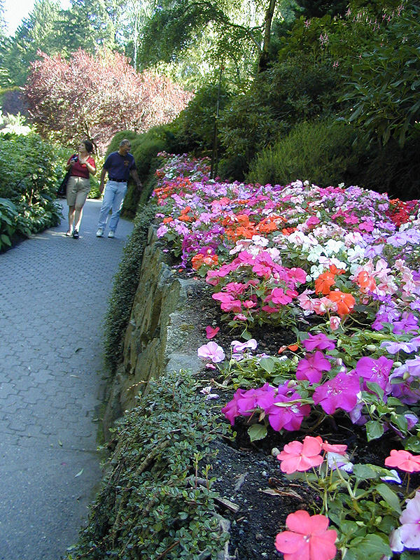 02-Aug-2000
Butchart Gardens - Victoria, BC 
Flowerbed in the sunken gardens