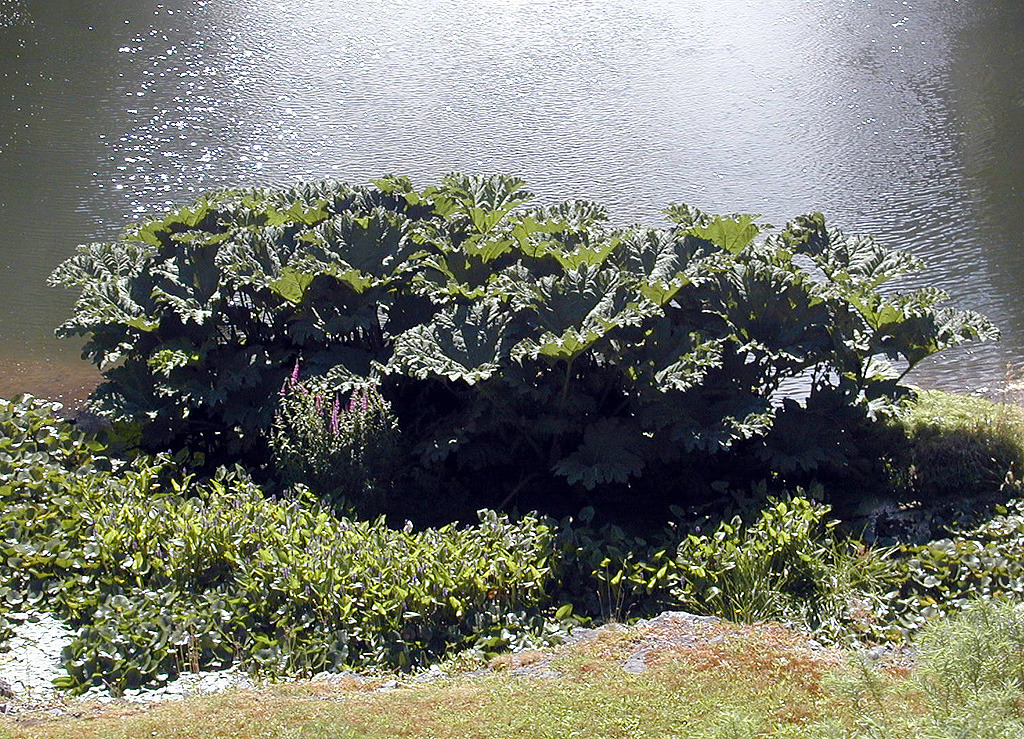 02-Aug-2000
Butchart Gardens - Victoria, BC 
Ornamental cabbage