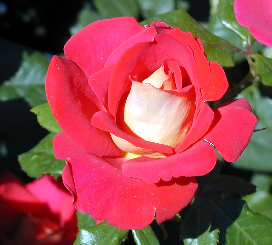 02-Aug-2000
Butchart Gardens - Victoria, BC 
A rose