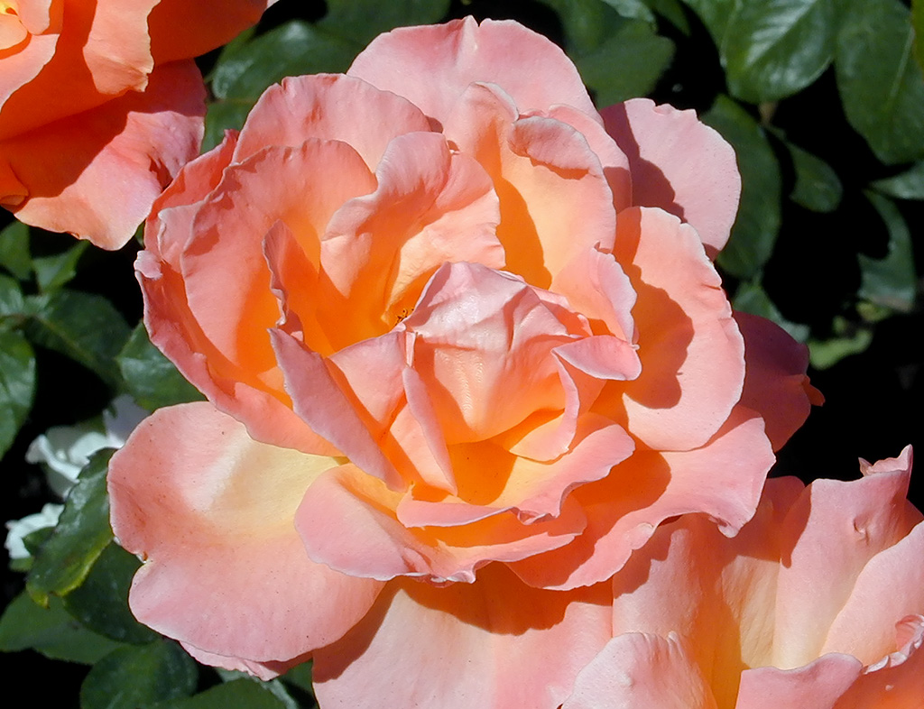 02-Aug-2000
Butchart Gardens - Victoria, BC 
A rose