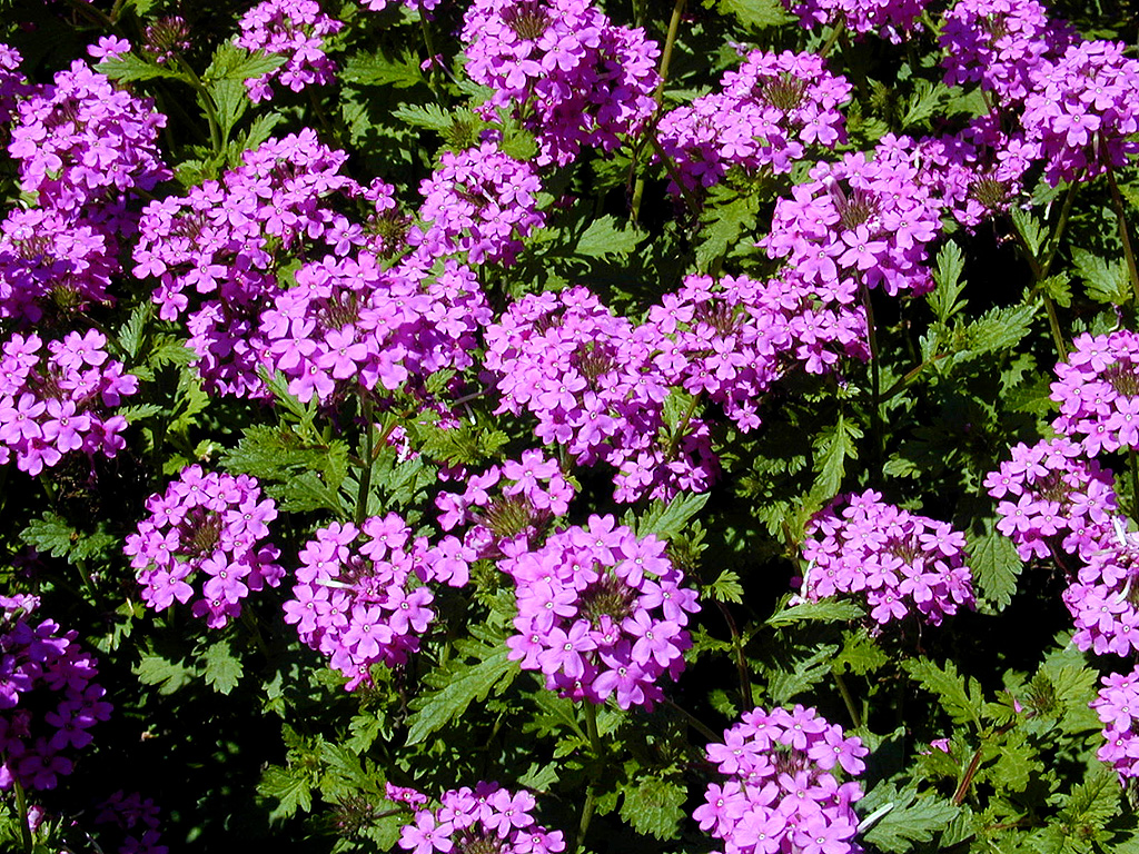 02-Aug-2000
Butchart Gardens - Victoria, BC 
Unidentified flowers