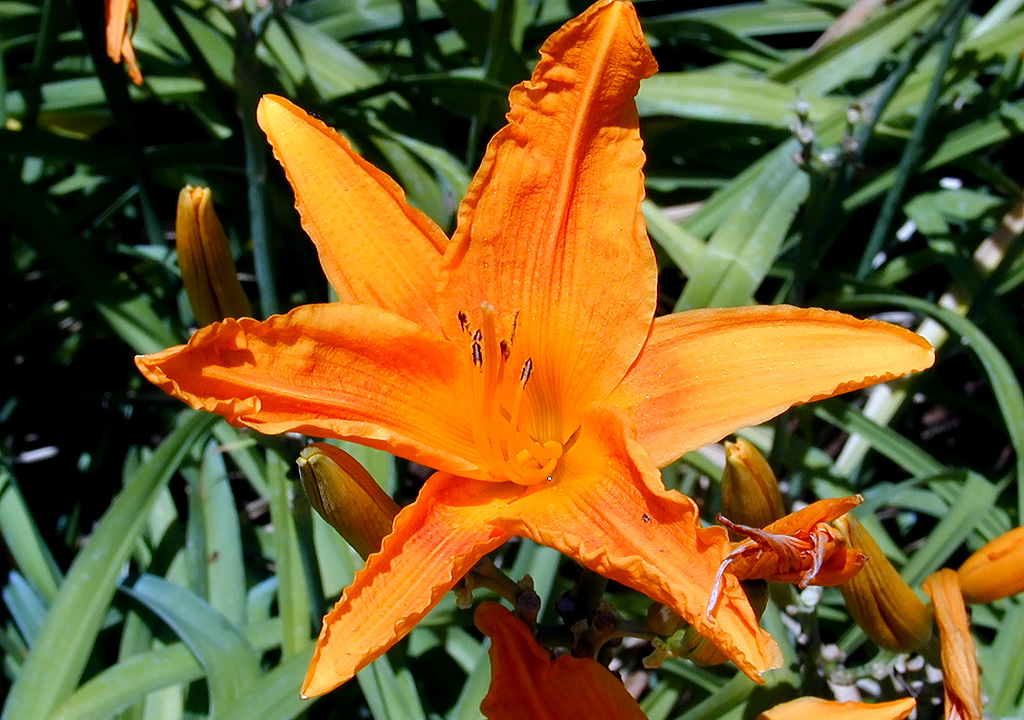 02-Aug-2000
Butchart Gardens - Victoria, BC 
Day Lily