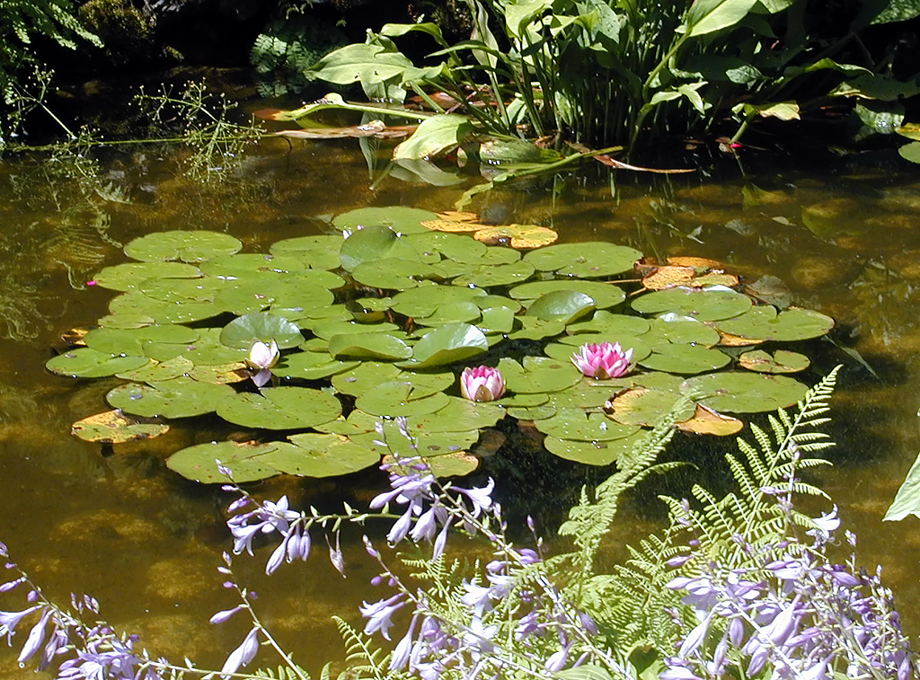 02-Aug-2000
Butchart Gardens - Victoria, BC 
Japanese Gardens - Water lilies